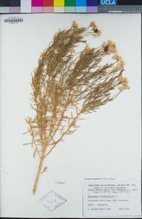 Ericameria linearifolia image