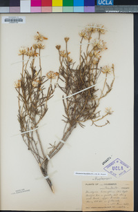 Ericameria linearifolia image