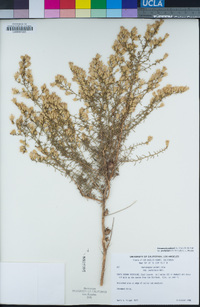 Ericameria palmeri var. pachylepis image