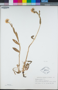 Erigeron coulteri image