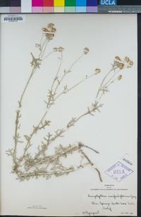 Eriophyllum confertiflorum image