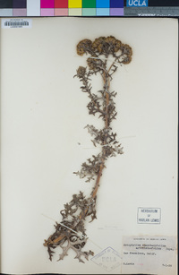 Eriophyllum staechadifolium image