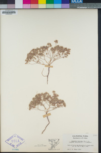 Eremocarya micrantha image