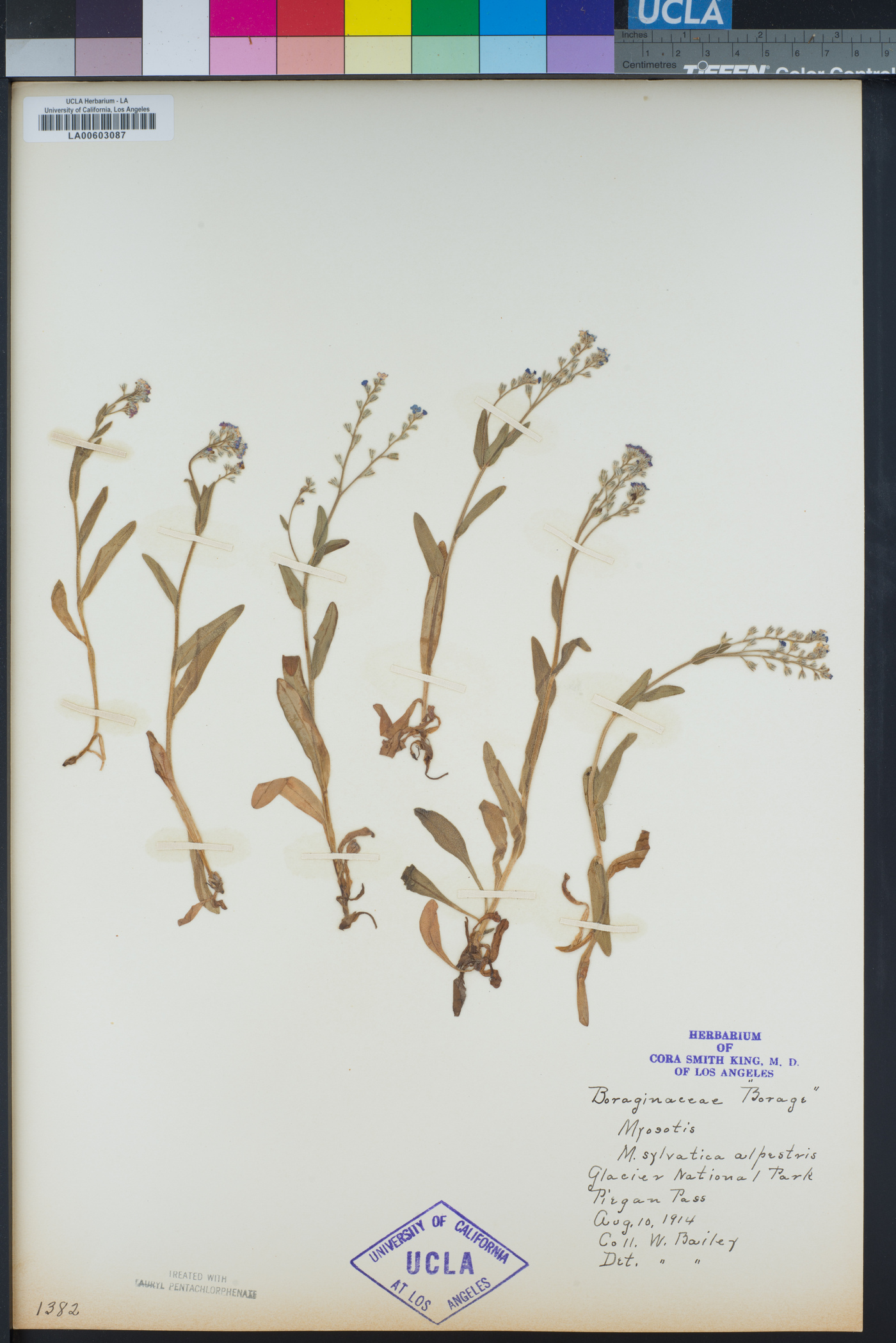 Myosotis alpestris subsp. alpestris image
