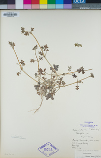 Nemophila parviflora image