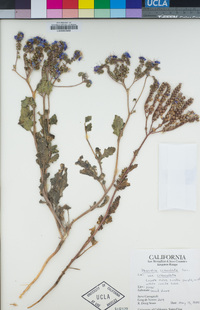 Phacelia crenulata var. crenulata image