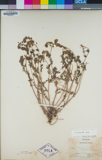 Phacelia gilioides image
