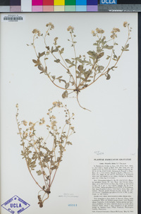 Image of Phacelia dubia
