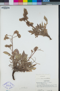 Phacelia egena image