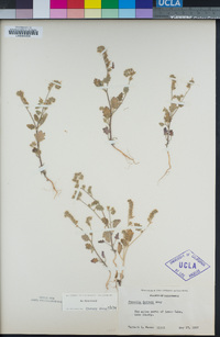 Phacelia rattanii image