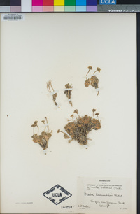 Draba lemmonii image
