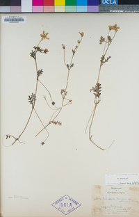 Nemophila menziesii image