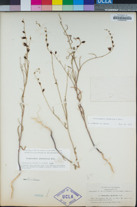 Streptanthus glandulosus image