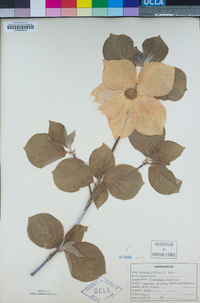 Cornus nuttallii image