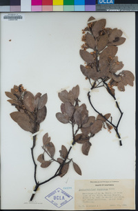 Arctostaphylos manzanita image