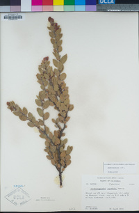 Arctostaphylos myrtifolia image