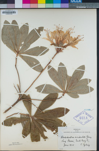 Rhododendron occidentale image