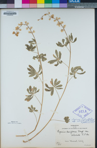 Lupinus arbustus subsp. silvicola image