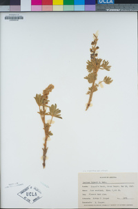 Lupinus argenteus var. palmeri image