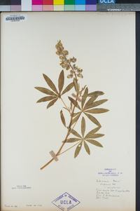 Lupinus polyphyllus image