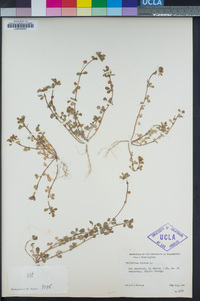 Trifolium dubium image