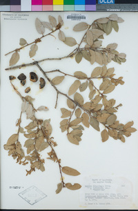 Quercus chrysolepis image