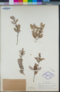 Quercus vacciniifolia image