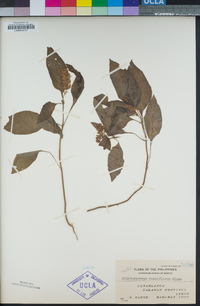 Image of Achyrospermum densiflorum