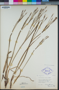Sisyrinchium bellum image