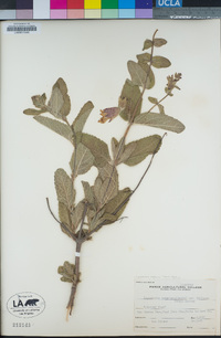 Lepechinia calycina image