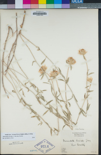 Monardella linoides subsp. linoides image