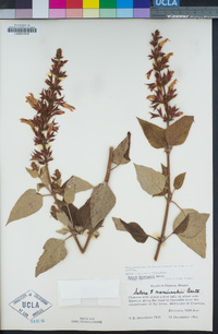 Salvia karwinskii image