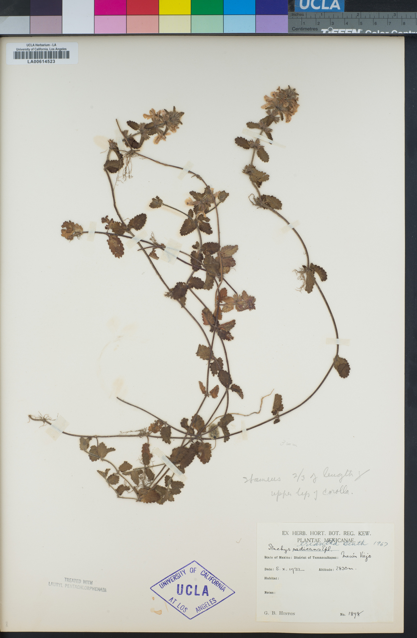 Salvia radicans image
