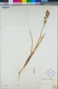 Anticlea elegans subsp. glauca image