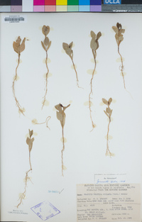 Fraxinus velutina image