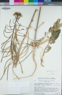 Chylismia brevipes image