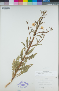 Eulobus californicus image
