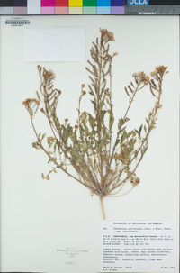 Chylismia claviformis subsp. claviformis image