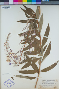 Chamerion angustifolium image