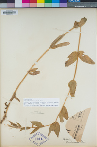 Epilobium ciliatum subsp. glandulosum image