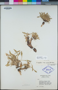 Oenothera cespitosa subsp. crinita image