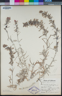 Castilleja foliolosa image