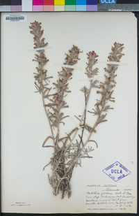 Castilleja foliolosa image