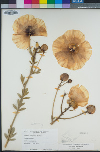 Romneya coulteri image