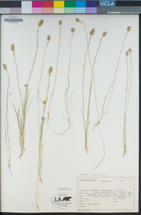 Plantago erecta image