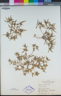 Collomia tinctoria image