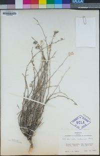 Eriastrum densifolium subsp. mohavense image