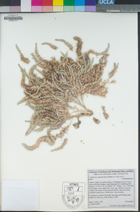 Cardionema ramosissimum image