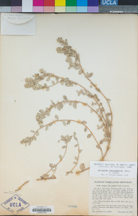 Atriplex leucophylla image