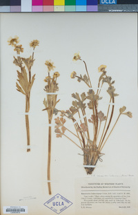 Ranunculus canus var. ludovicianus image